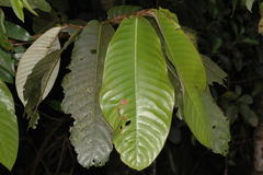 Myristica fatua var. magnifica